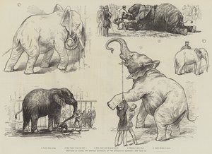 Bocetos de Jumbo, el Elefante Africano, en los Jardines Zoológicos de English School