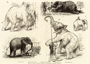 Bocetos de Jumbo, el elefante africano, en los Jardines Zoológicos de English School