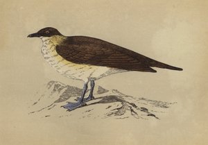 Skua (litografía en color) de English School