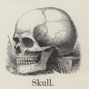 Calavera de English School