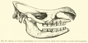 Cráneo de Rinoceronte Fósil (R leptorhinus, Owen), del Valle del Támesis de English School