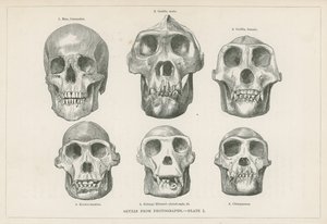 Cráneos de fotografías