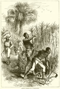 Esclavos trabajando en una plantación de English School