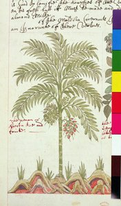 Sloane 4013 f.5v Palmera datilera de 