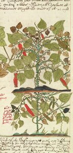 Sloane 4013 f.7 Det. Planta de pimiento de 