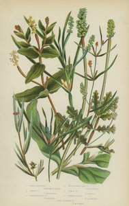 Pondweed pequeño, Grassy Pondweed, Sharp-Leaved Pondweed, Grass-Wrack-Like Pondweed, Curly Pondweed (litografía en color) de English School
