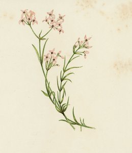 Asperula cynanchica (litografía en color) de English School