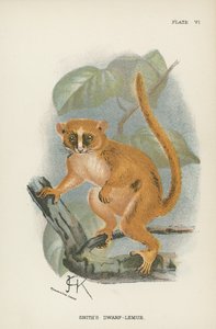 El lémur enano de Smith