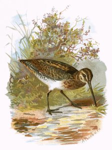 Agachadiza