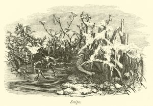 Agachadiza