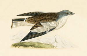 Pinzón de nieve, ilustración de 