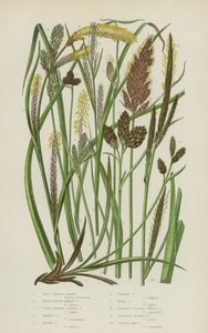Carex Marrón Suave, Carex de Pantano Bracteado, Carex Alpina de Cabeza Cerrada, Carex Canosa, Carex Negra de English School