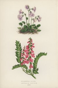 Soldanella Alpina; Hedysarum Obscurum (litografía en color)