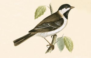 Carbonero sombrío, ilustración de 