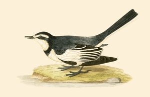 Lavandera Sombría, ilustración de 