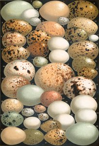 Huevos de algunas aves británicas favoritas de English School