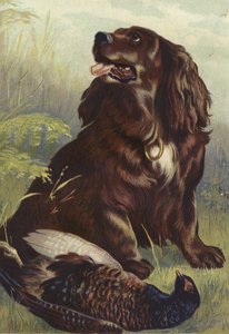 Spaniel y faisán