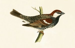 Gorrión español, ilustración de 