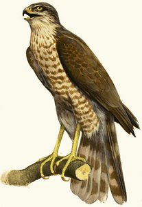 Gavilán