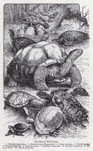 Especies de tortugas de English School