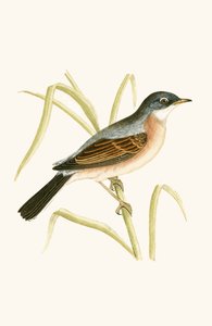 Curruca tomillera, ilustración de 