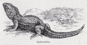 Sphenodon