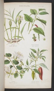 Plantas de especias, de 
