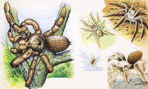 Arañas