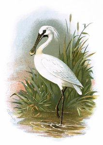 Espátula