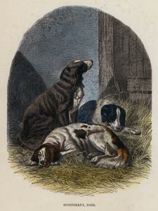 Perros del cazador (grabado coloreado) de English School