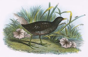 Polluela pintoja