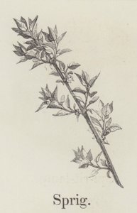 Ramita (grabado)