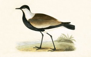 Avefría espinosa, ilustración de 