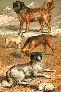 San Bernardo, Bulldog, Sabueso, Terranova y Galgo Italiano de English School