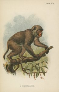 El macaco de St. John de English School