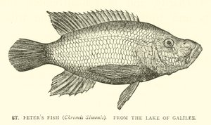 Pez de San Pedro (Chromis Simonis), del Lago de Galilea de English School