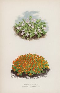 Stachys Corsica; Nertera Scapanioides de English School