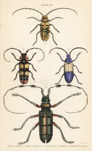 Sternotomis pulchra 1, Tragocephala formosa 2, escarabajo del saúco, Desmocerus palliatus 3, y Thysia wallichii 4 de English School