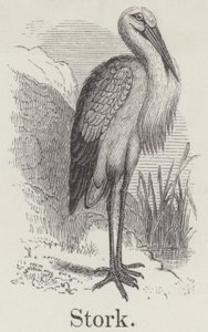 Cigüeña (grabado)