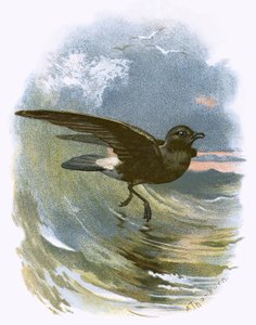 Petrel de tormenta de English School