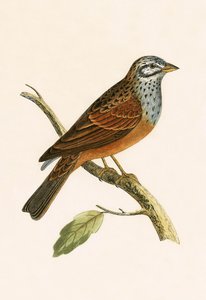 Escribano estriado, ilustración de 