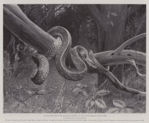 Estudios de la vida en los Jardines Zoológicos, serpiente coral sudamericana de English School