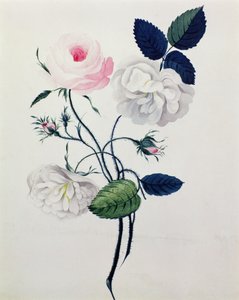 Estudio de Rosas Blancas y Rosadas, c.1820 de English School