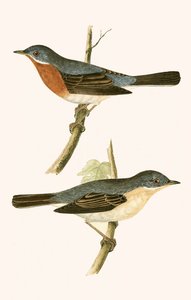 Curruca subalpina, ilustración de 