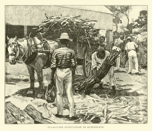 Cultivo de caña de azúcar en Queensland