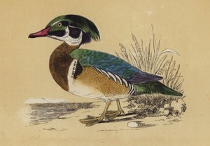 Pato de verano (litografía en color) de English School