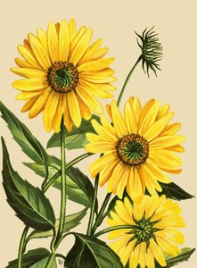 Girasol
