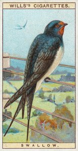 Golondrina