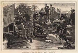 Swan-upping en el Támesis sobre Windsor de English School