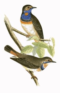 Ruiseñor azul sueco, ilustración de 